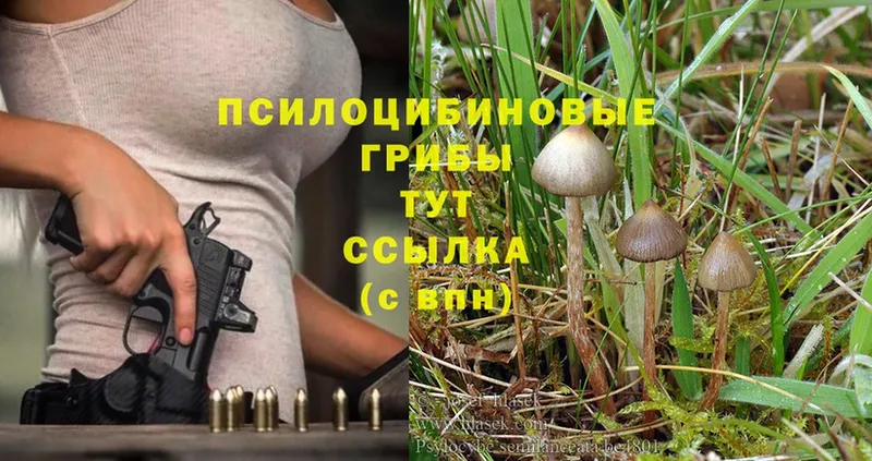 Галлюциногенные грибы Cubensis  Дегтярск 